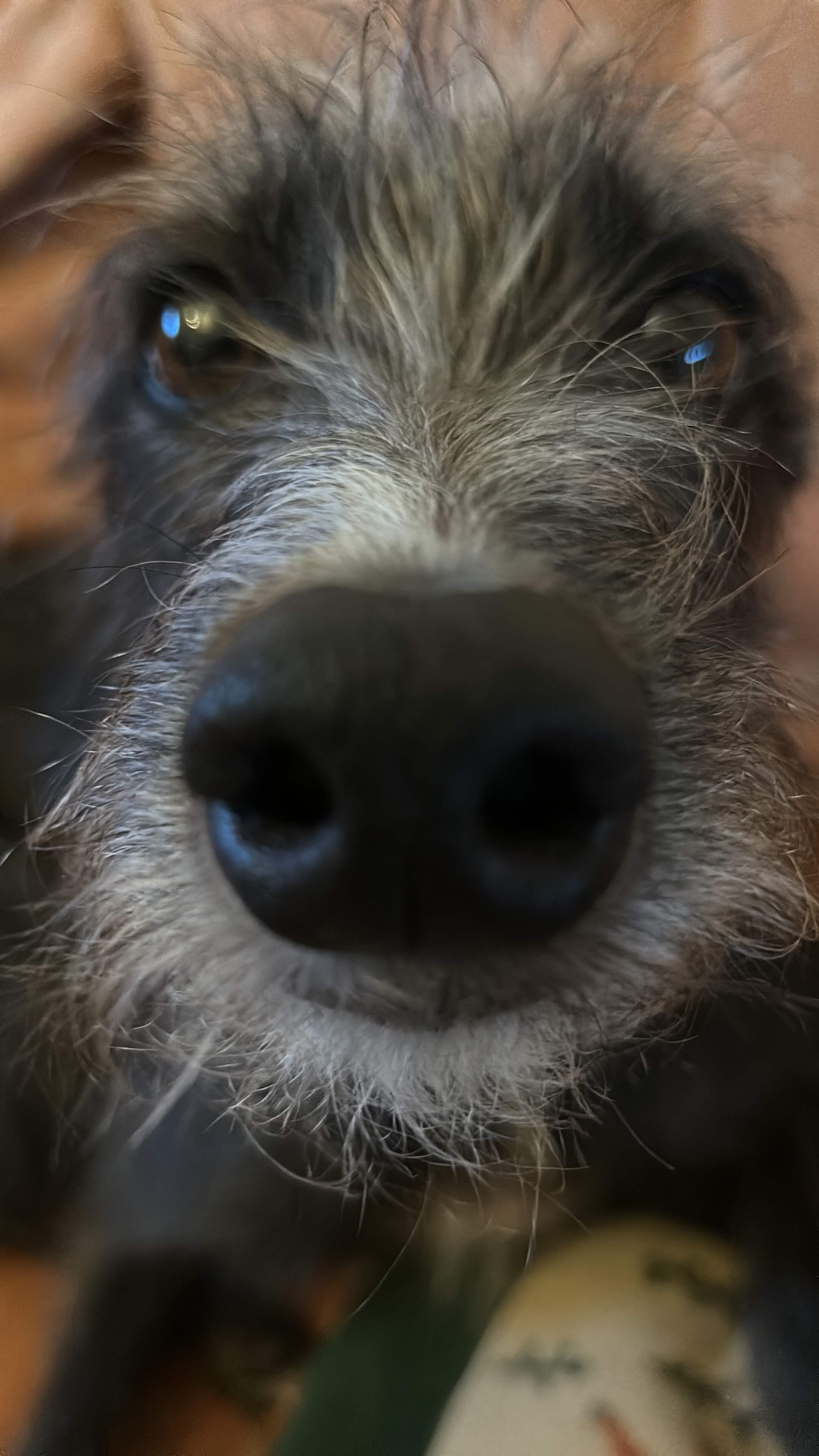 The Healing Power of the Pup